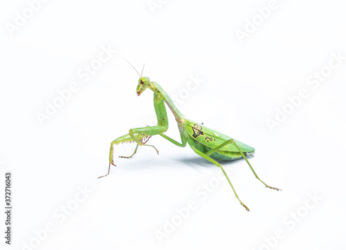 A female mantis on a white background