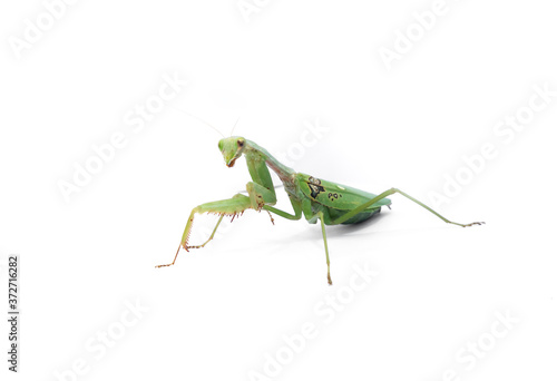 A female mantis on a white background