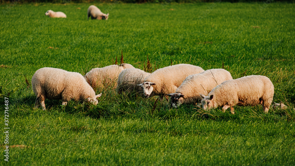 Fototapeta premium Sheep and lamb in the field