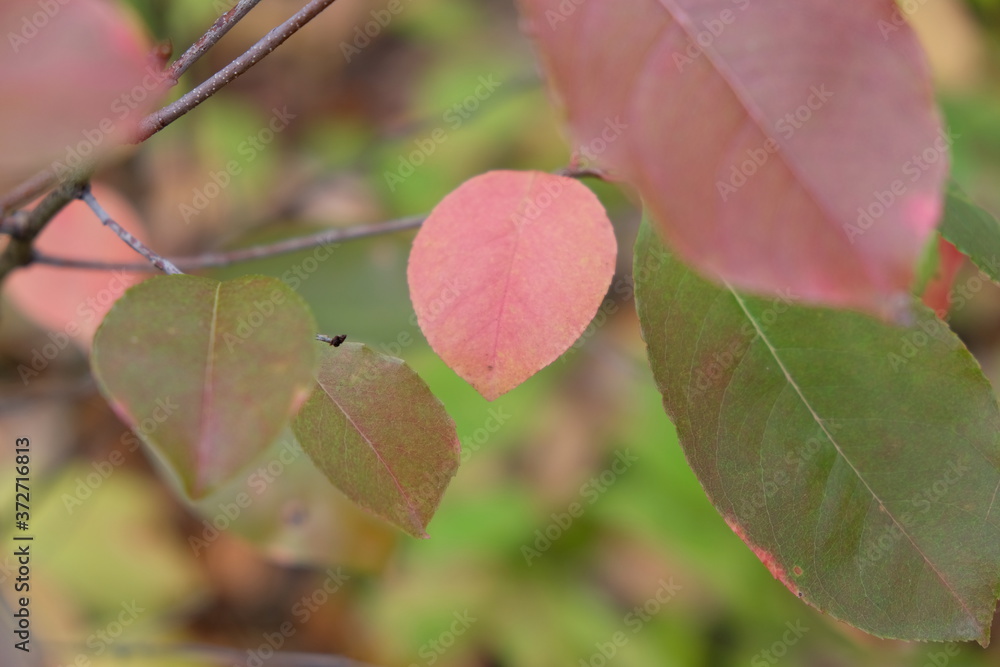 Herbstwald Herbstwald