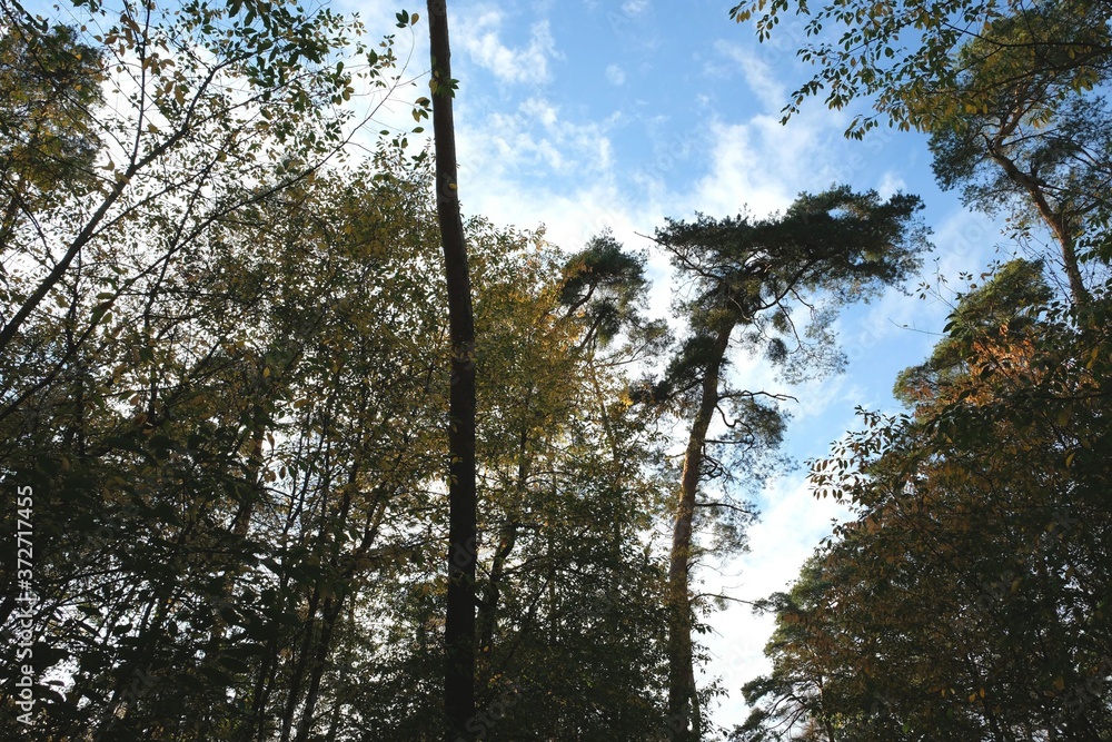 Fototapeta premium Herbstwald