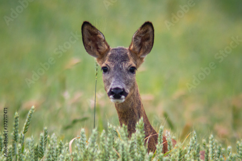 Roe deer grazing in a green wheat field in Carazo  a village of Burgos in Spain