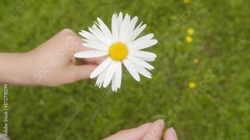 Girl plucks petals from chamomile flower. He loves me he loves me not Divination.