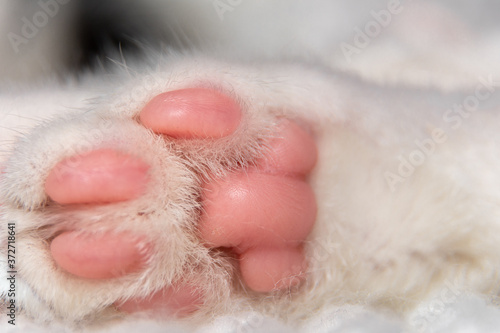 Close-up of a cat's foot with pink pads.