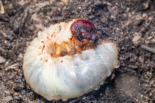 beetle larva, grub worms, allomyrina dichotoma larvae