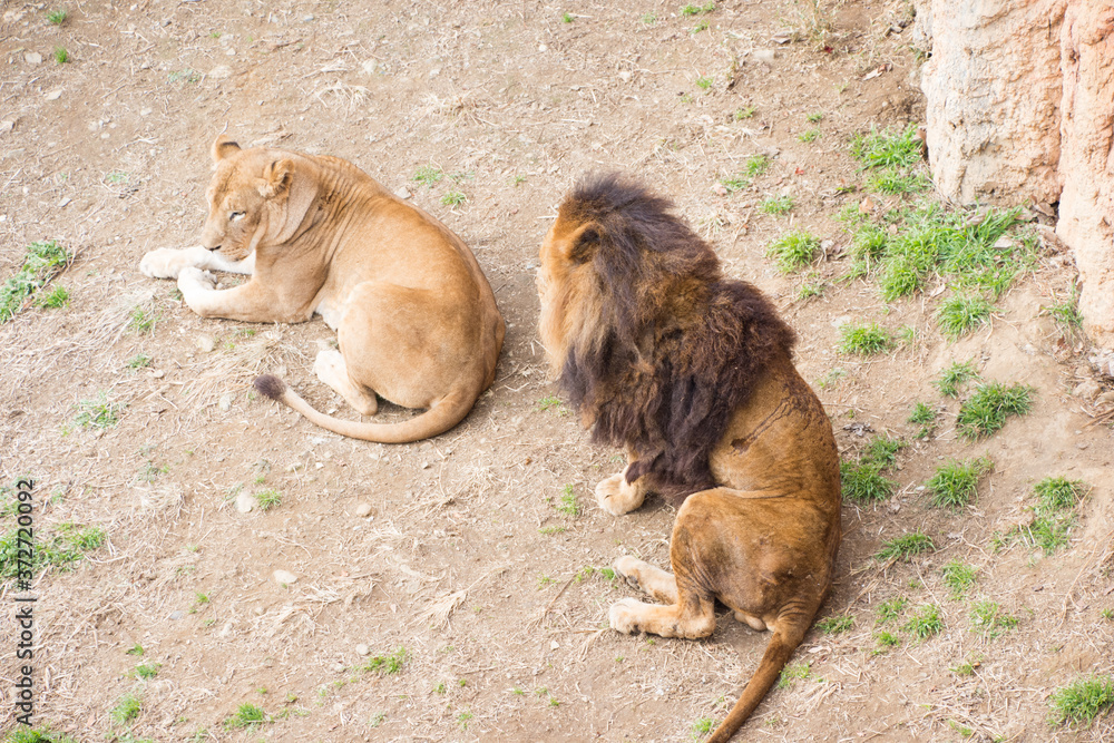 Naklejka premium ライオンのオスとメス