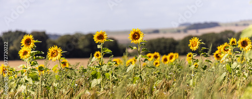 Sunflower panorama on the Marlborough Downs in Wiltshire. photo