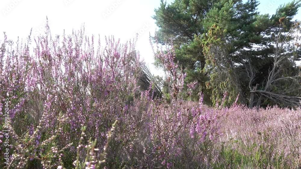 Heather next to juniper bush, gently moved by the wind Heather next to juniper bush, gently moved by the wind