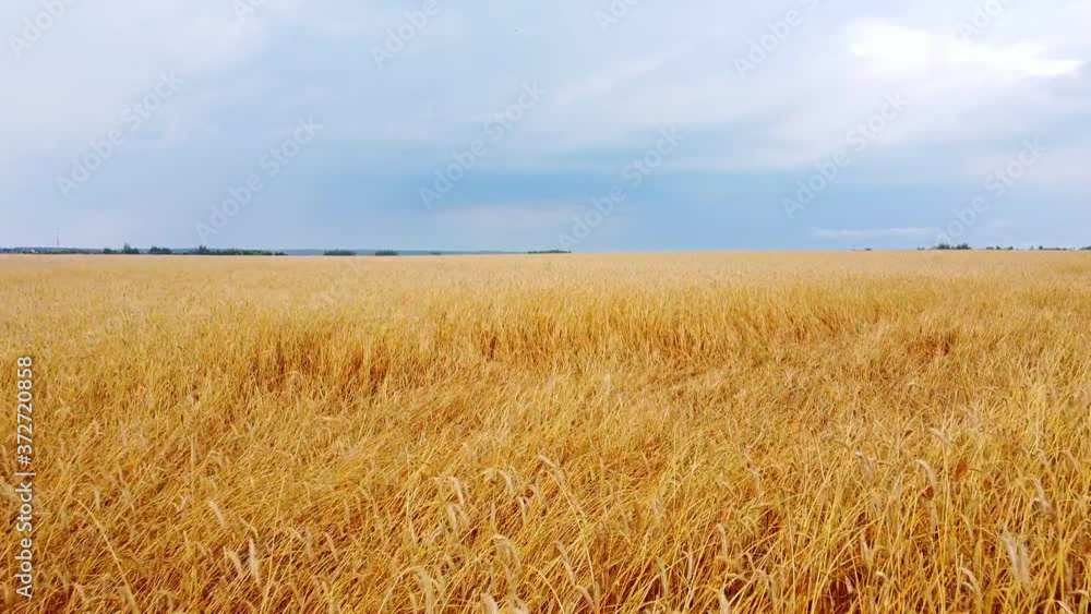 Landscape agriculture. Yellow wheat stalks. Flying over beautiful natural wheat field. Landscape agriculture. Yellow wheat stalks. Flying over beautiful natural wheat field.
