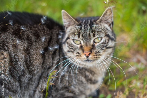 Wallpaper Mural Cat covered in seeds in a field of dandelions Torontodigital.ca