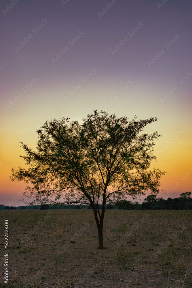 Árbol de Algarrobo al atardecer en paisaje de color magenta Árbol de Algarrobo al atardecer en paisaje de color magenta