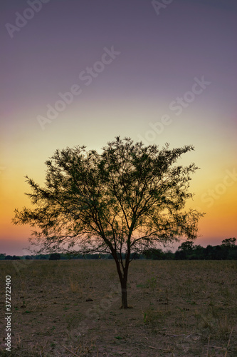 Árbol de Algarrobo al atardecer en paisaje de color magenta © ClauZerr