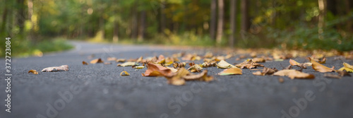 Panoramic image. Asphalt road during autumn time with leaves