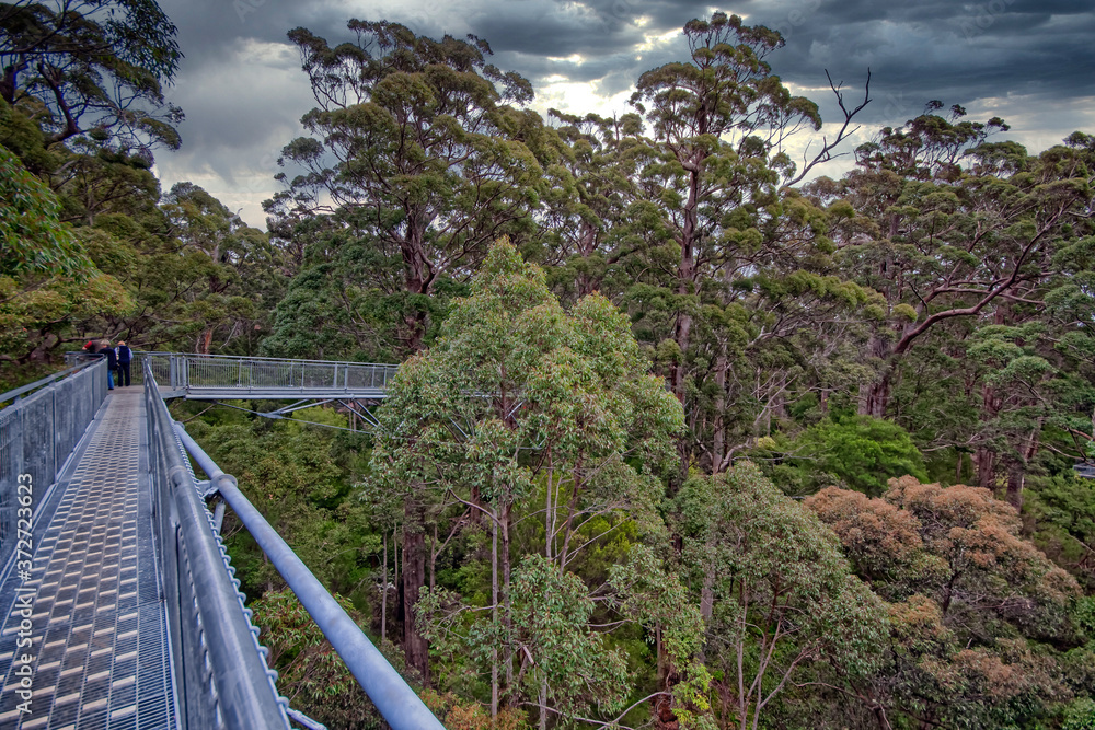 Treetop walk in Walpole Spouthwest Australia