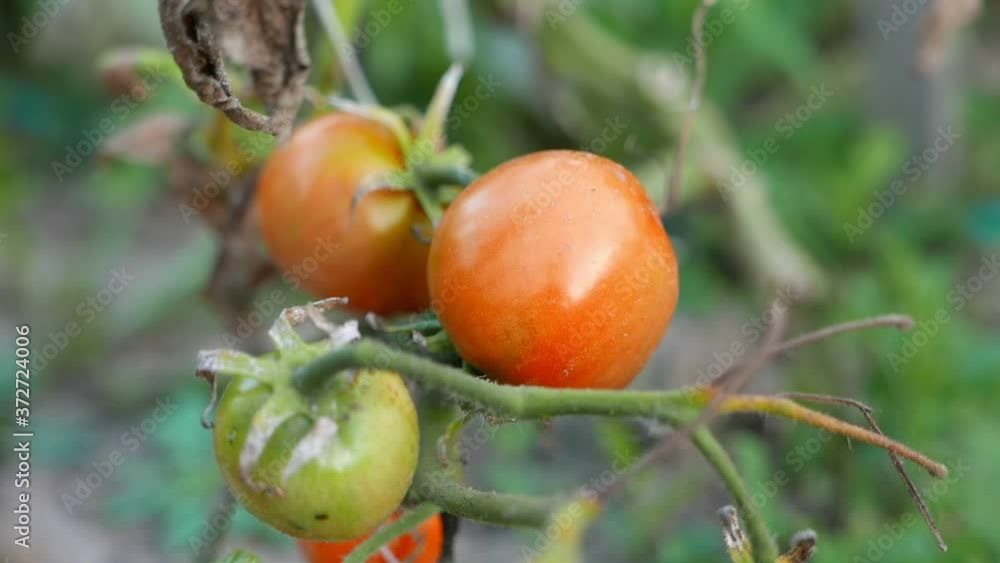 Fresh and ripe organic tomatoes in the summer garden Fresh and ripe organic tomatoes in the summer garden