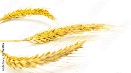 Oat spikelet. Wheat grain ear or rye spike plant isolated on white background, for cereal bread flour. Whole, barley, harvest wheat sprouts. Rich harvest Concept.