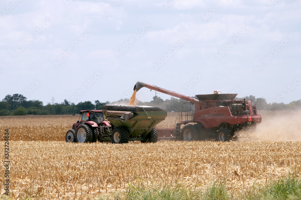 Fototapeta premium Harvesting corn in the summer in New Braunfels, TX