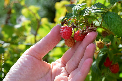 Ripe raspberry on a bush in the garden on a sunny day. Woman hand is picking up the harvest
