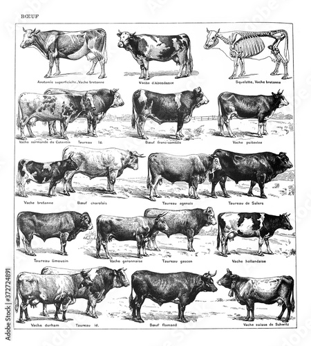 Cattle breeding collection. Cows and Bulls. / Antique vintage illustration from La Rousse XX Sciele  photo