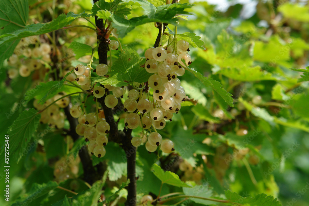 Ripe berries of white currant in the garden on a sunny day, close-up, selective focus, space for text Ripe berries of white currant in the garden on a sunny day, close-up, selective focus, space for text