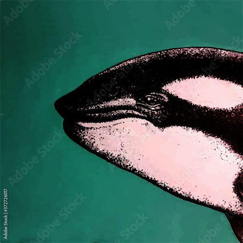 Orca