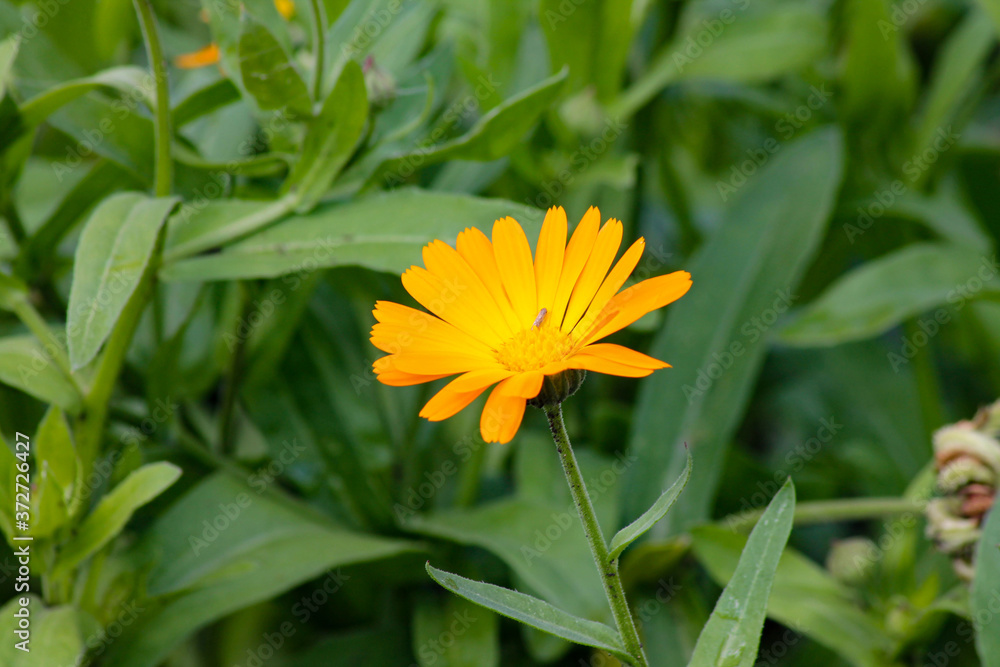 Yellow flower photographed in the summer, in clear weather in the morning in a forest glade. Yellow flower photographed in the summer, in clear weather in the morning in a forest glade.