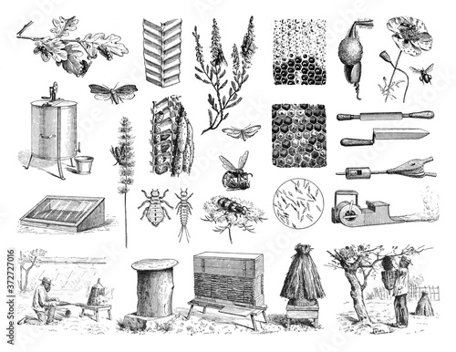 Bee keeping collage with instuments for keeping bees for honey / Antique engraved illustration from from La Rousse XX Sciele 