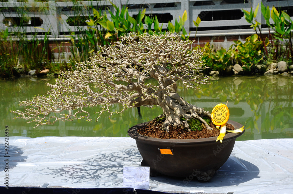 PUTRAJAYA, MALAYSIA -MAY 30, 2016: Bonsai tree display for public in Royal Floria Putrajaya garden in Putrajaya, Malaysia.
PUTRAJAYA, MALAYSIA -MAY 30, 2016: Bonsai tree display for public in Royal Floria Putrajaya garden in Putrajaya, Malaysia.