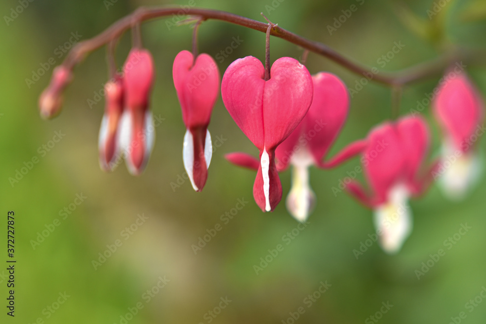 Fototapeta premium Beautiful colorful flower background. Beautiful flowers in bloom. Spring blooming flowers close view. Flowers bloom in spring. Colorful flowers blooming