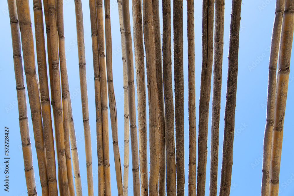 dry common reed background dry common reed background