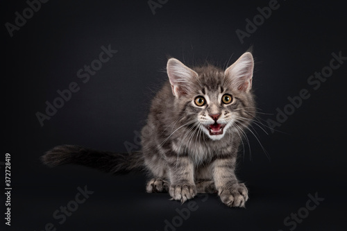 фотографія Blue tabby Maine Coon cat kitten, sitting on edge