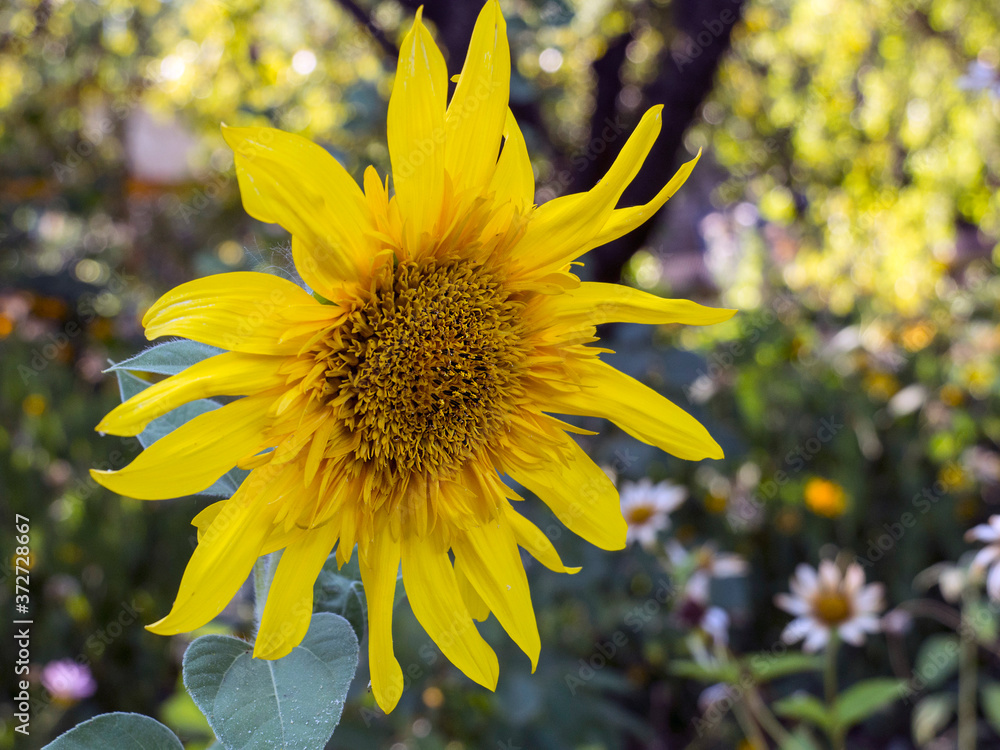 Fotografie decorative sunflower flower at sunset background