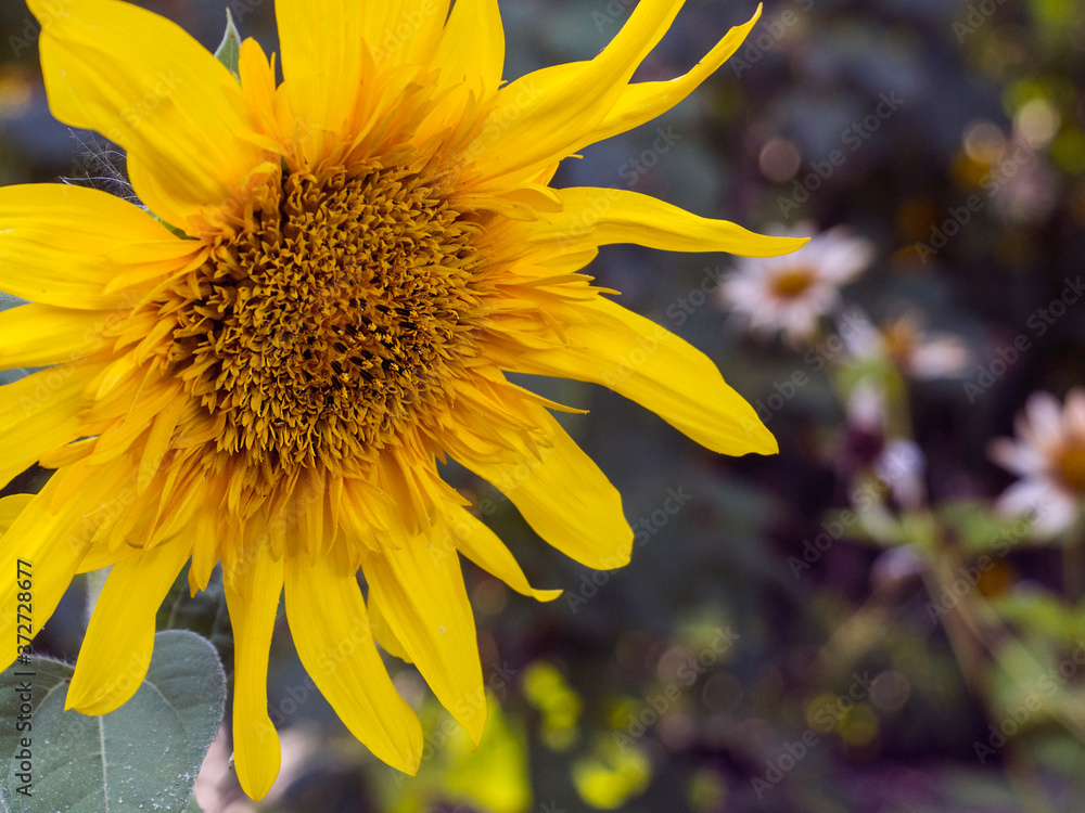 Fotografie decorative sunflower flower at sunset background