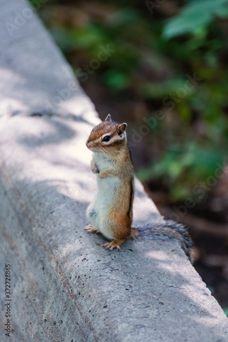 Chipmunk sitting on a concrete fence in the forest