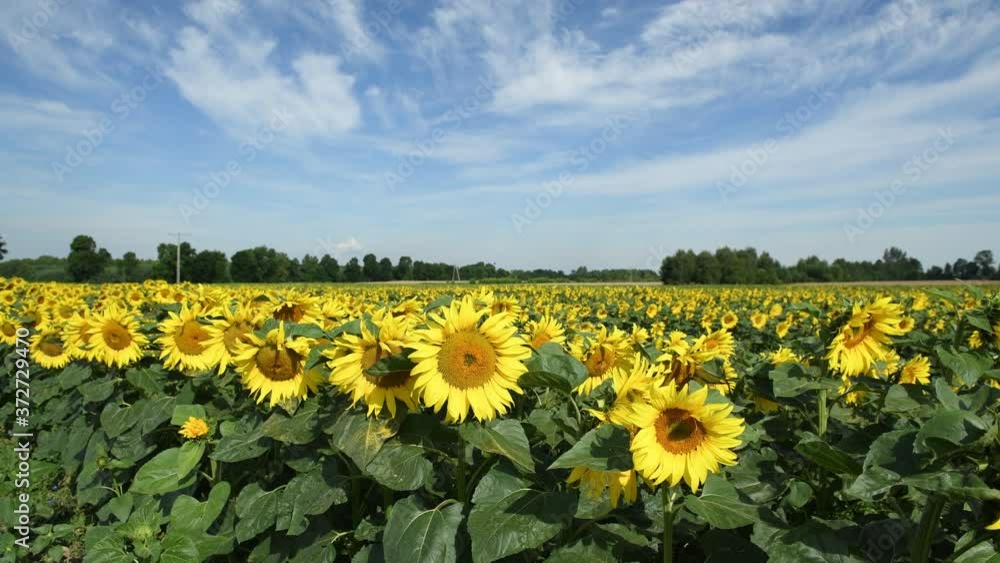 Beautiful sunny day over sunflowers field Beautiful sunny day over sunflowers field