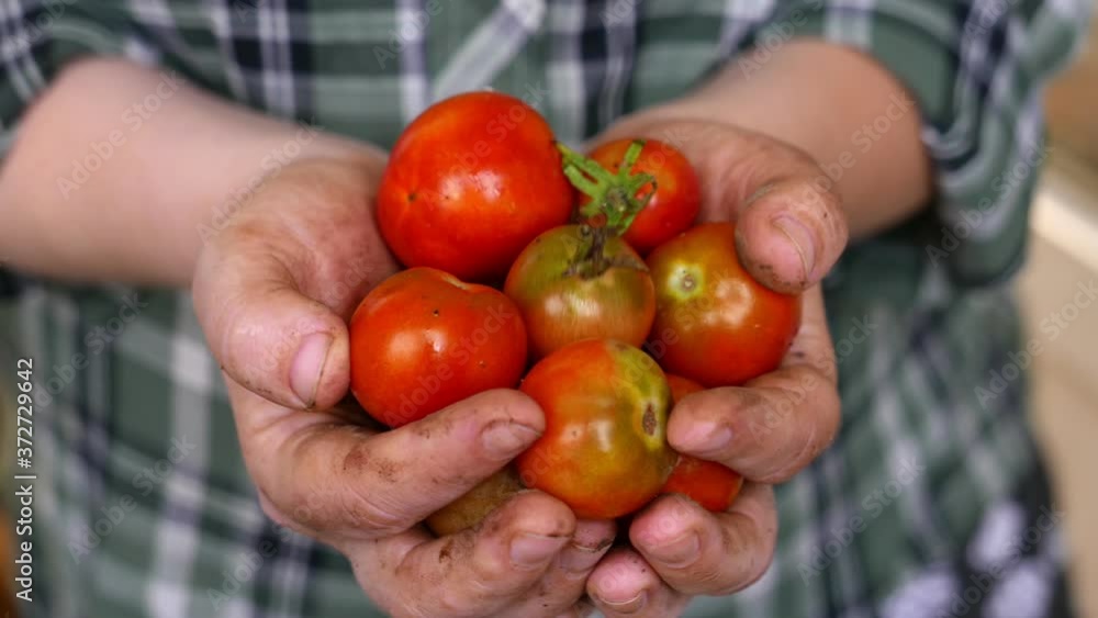Fresh and ripe cherry tomatoes in a hand of farmer Fresh and ripe cherry tomatoes in a hand of farmer