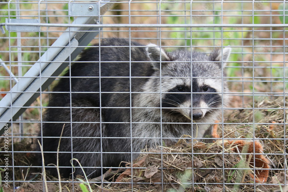 Φωτογραφία Waschbär gefangen in einem Käfig