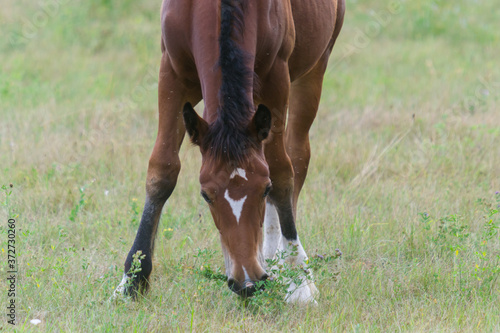 beautiful horse eating grass on the field