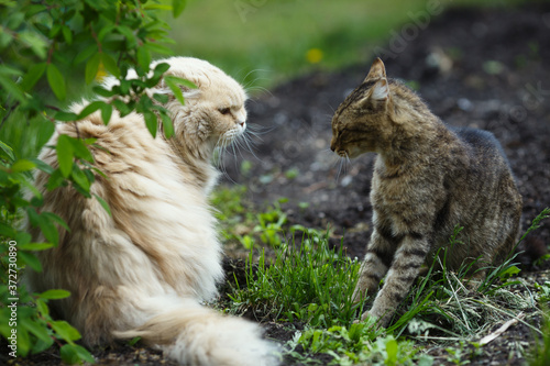 Conflict of two homeless cats on a background of green lawn in the park  close-up.