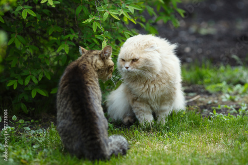 Photography Conflict of two homeless cats on a background of green lawn in the park, close-up