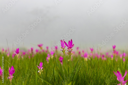 Siam tulips blooming in the natural rainforest