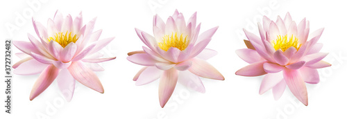 Obraz na plátně Set of beautiful lotus flowers isolated on white