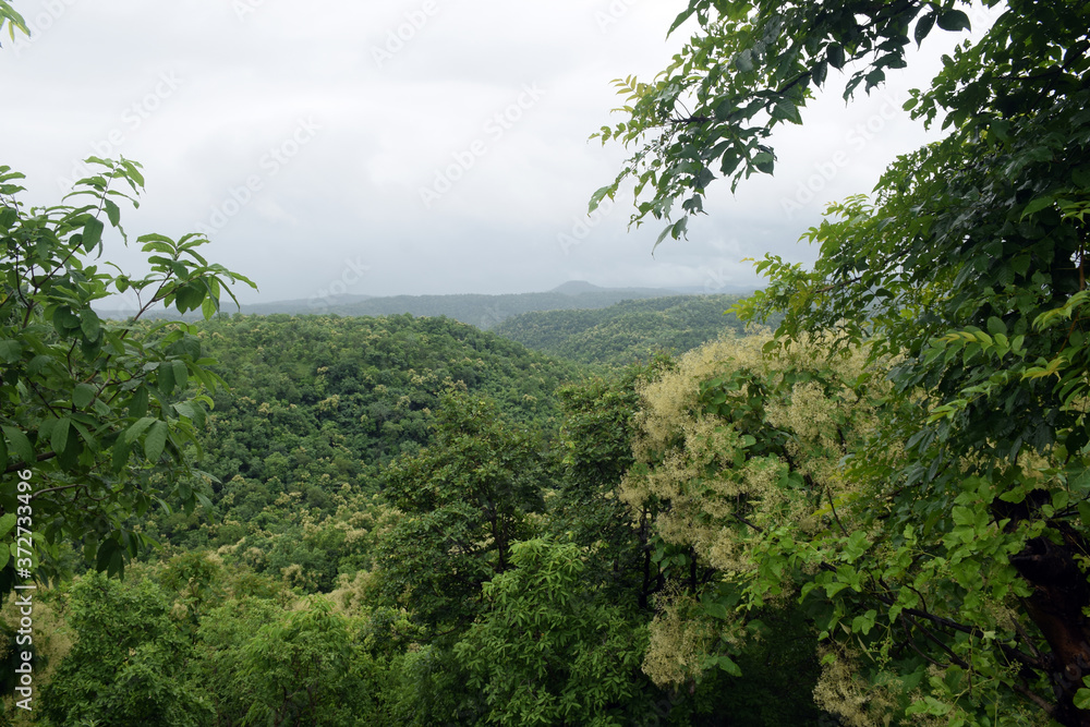 BEAUTIFUL OF RAINY GREEN FOREST MOUNTAIN 