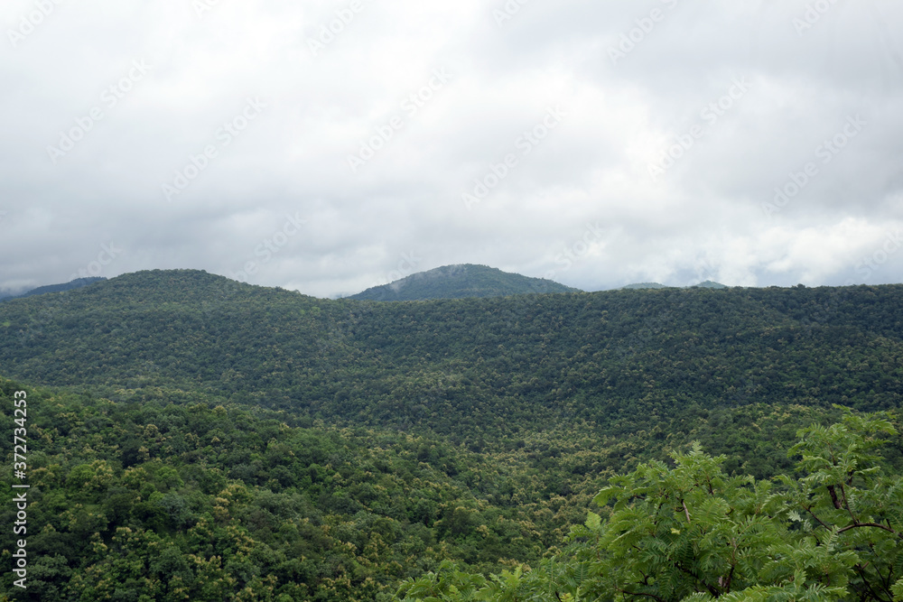 Naklejka premium BEAUTIFUL OF RAINY GREEN FOREST MOUNTAIN