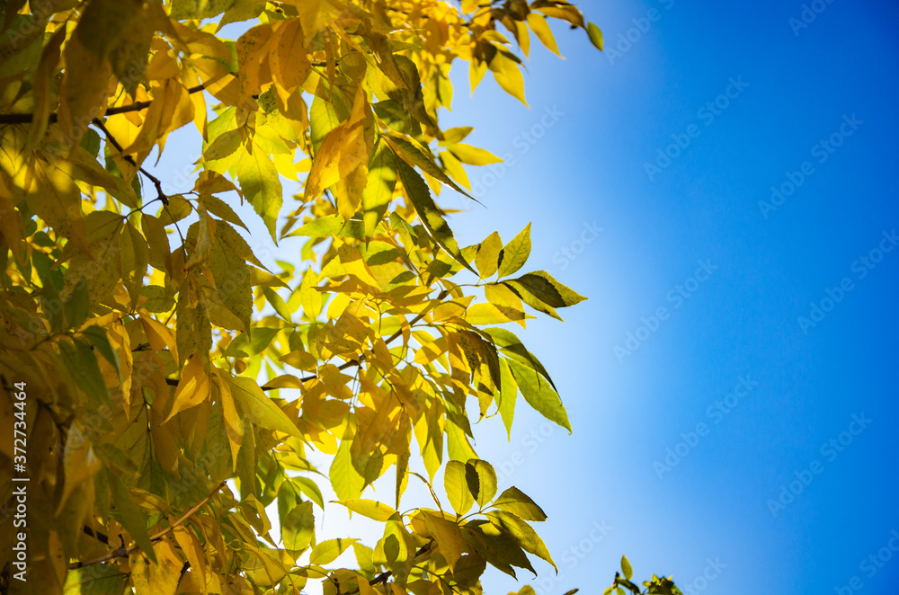 Autumn background of yellow leaves and clear blue sky