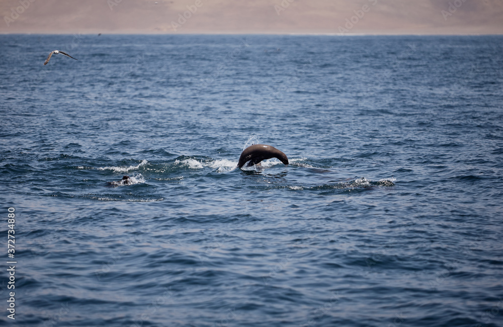 Fototapeta premium bellos Lobos marinos nadando y saltando en el mar del océano pacifico en Perú