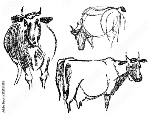 Freehand drawings of cows grazing in meadow