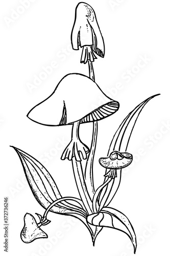 Vector outline drawing of decorative poisonous mushrooms