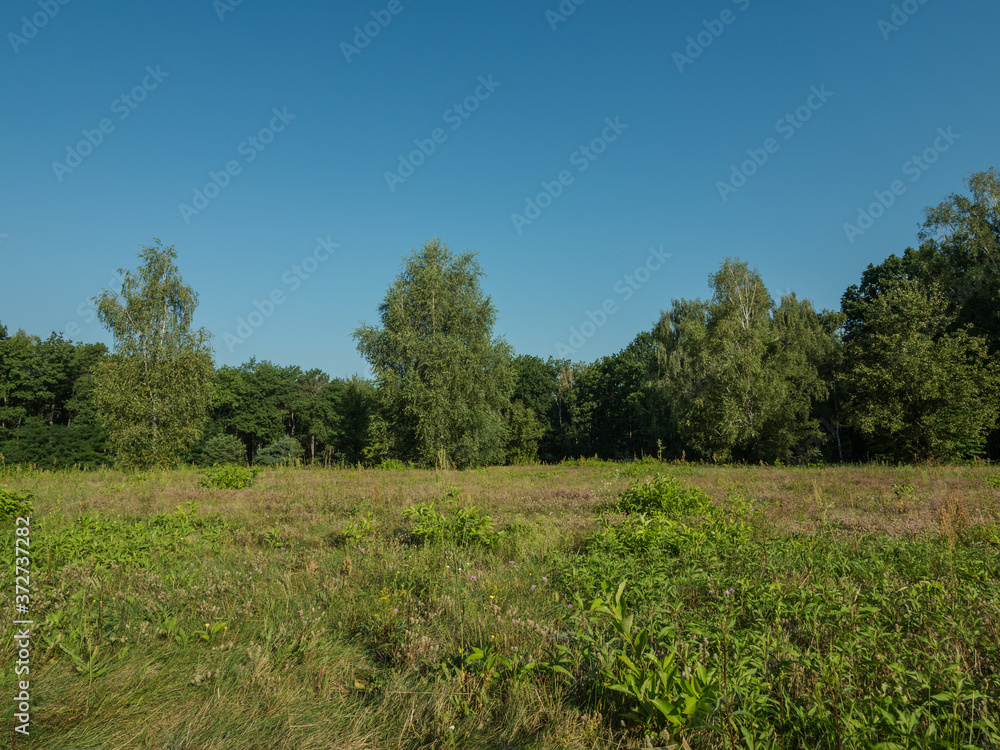 Forest rest clearing Forest rest clearing