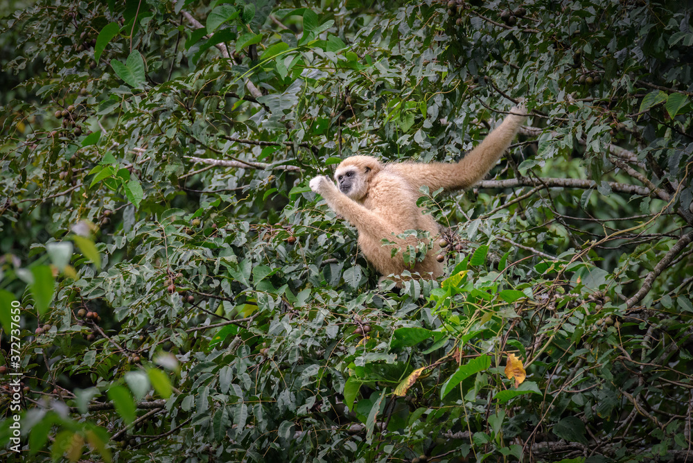 Fototapeta premium Gibbons on trees, tropical rainforest, Khao Yai National Park, Thailand